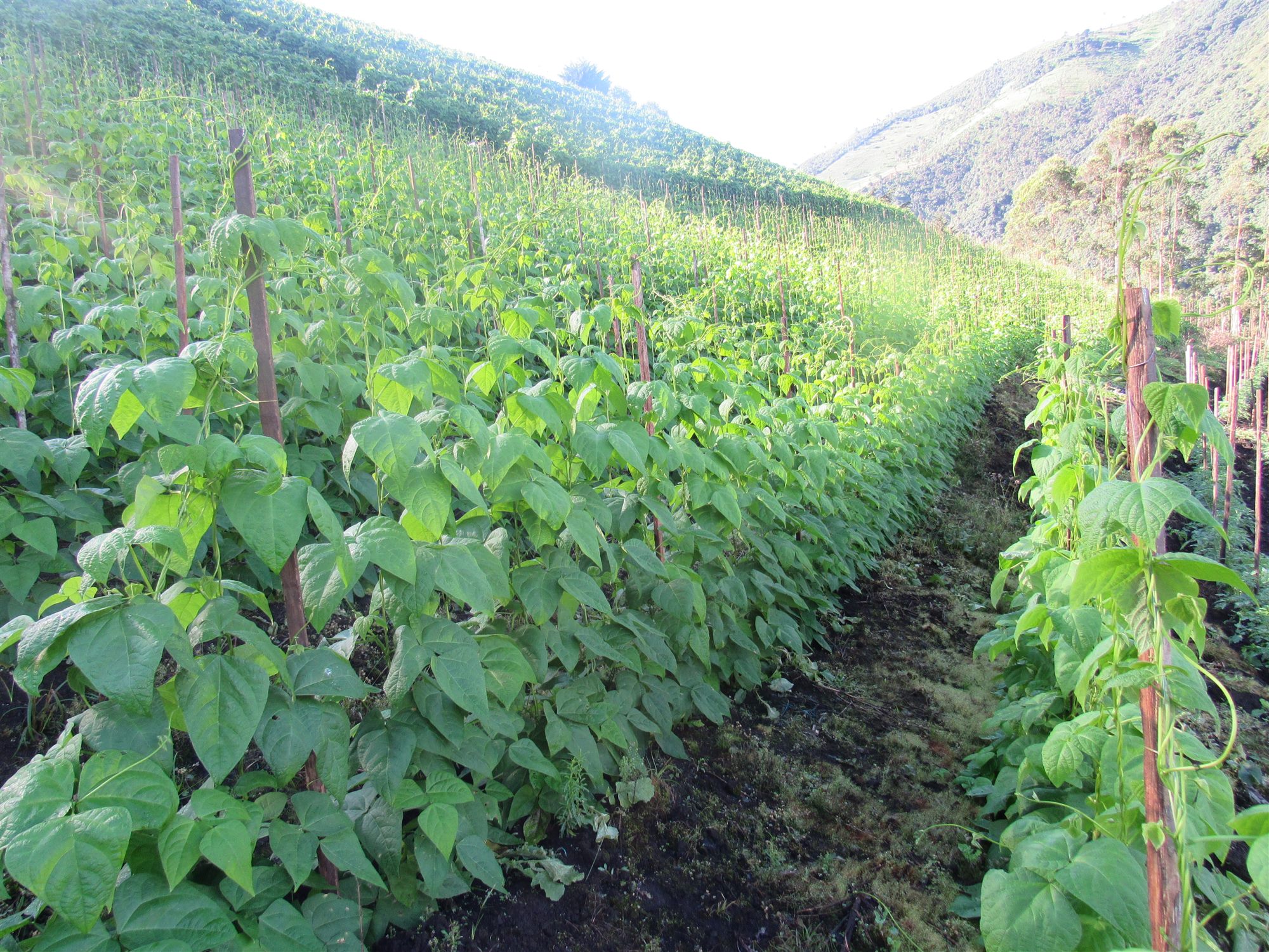 Cultivo de frijol en espaldera bajo manejo con bioinsumos Ecuaplantas, ladera de montaña