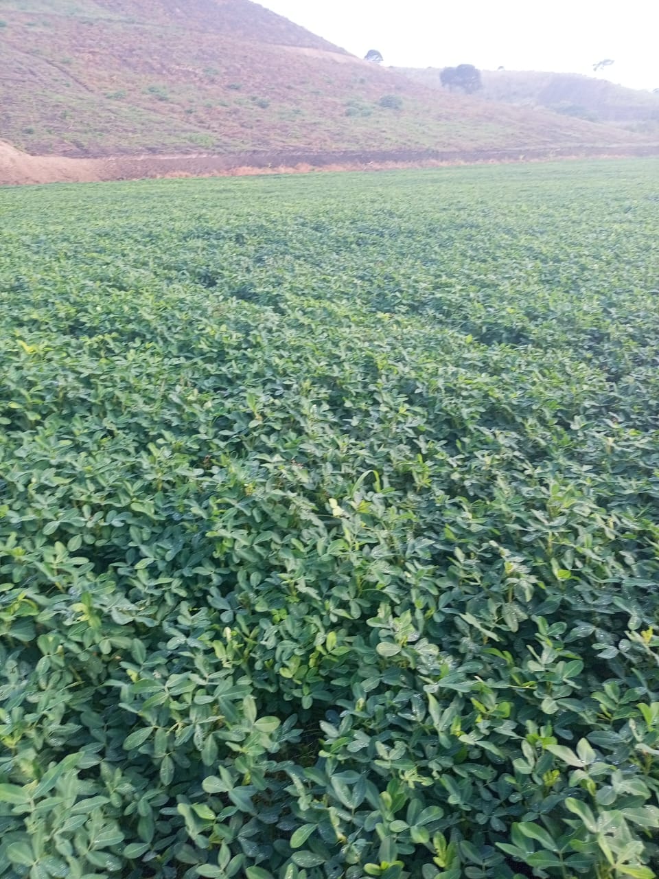 Cultivo de maní sano en campo, resultado del acompañamiento técnico Ecuaplantas