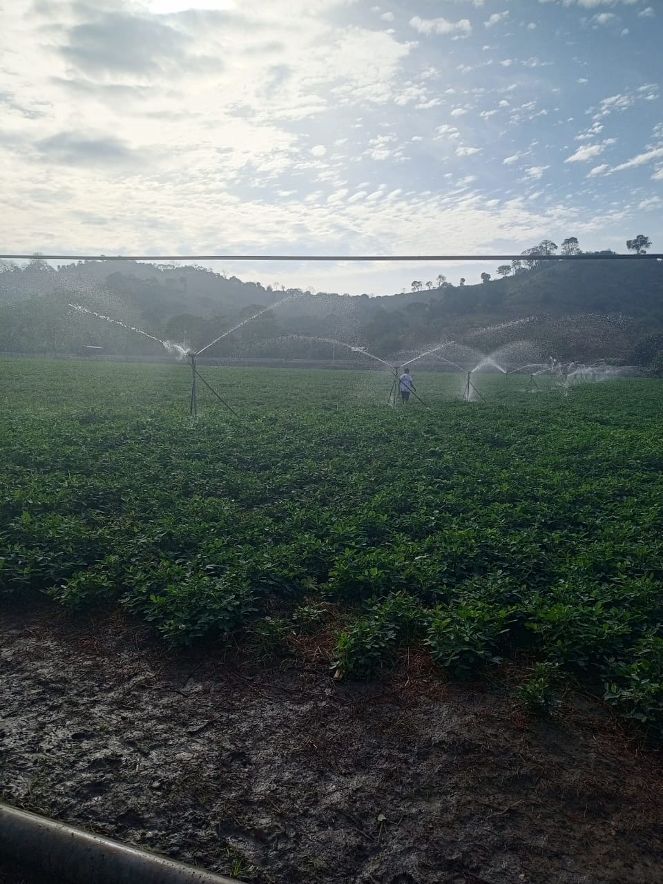 Técnico de Ecuaplantas dando asesoría en campo, sistema de riego en cultivo