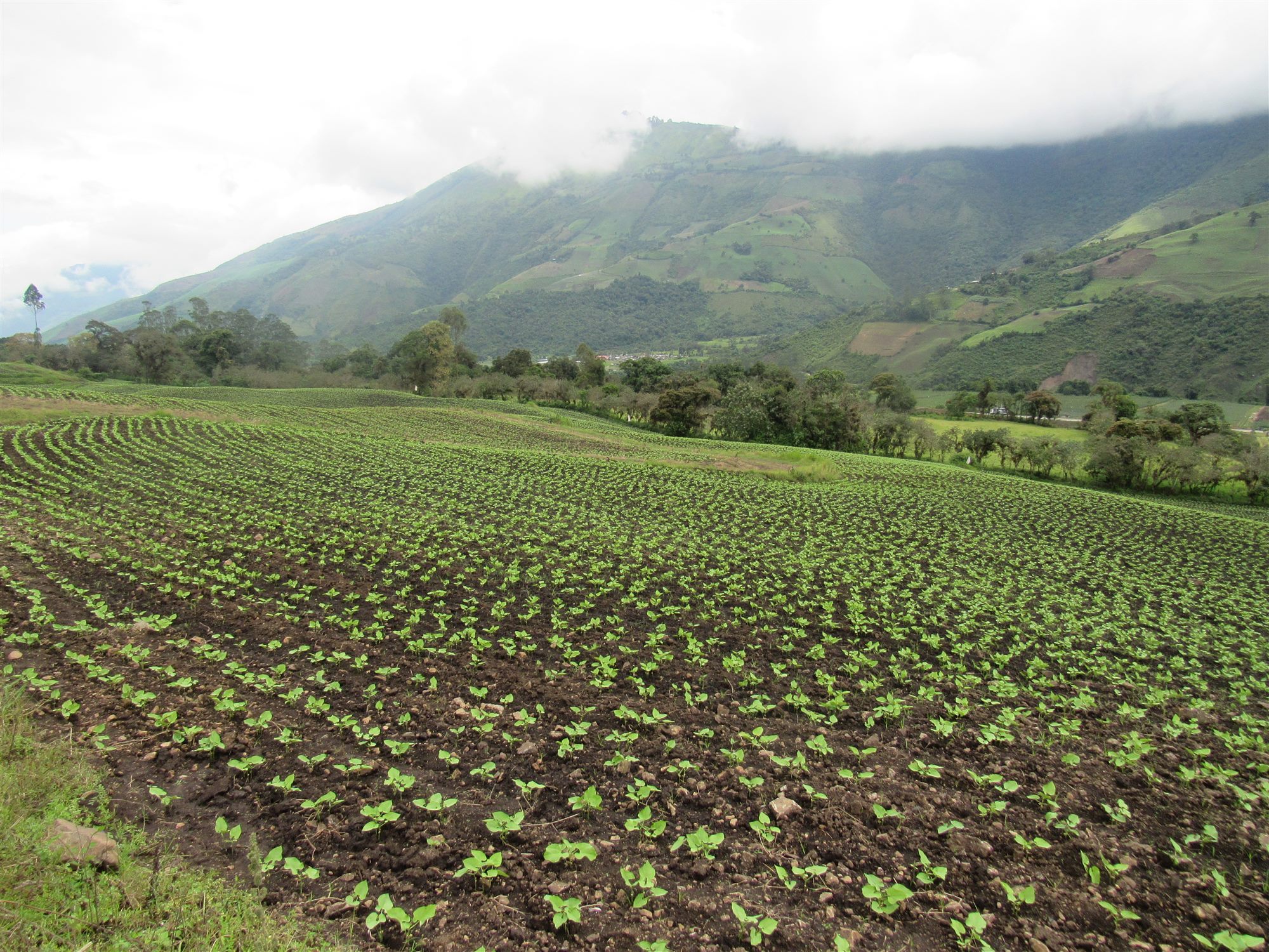Campo recién sembrado bajo manejo biológico Ecuaplantas, valle de montaña con niebla