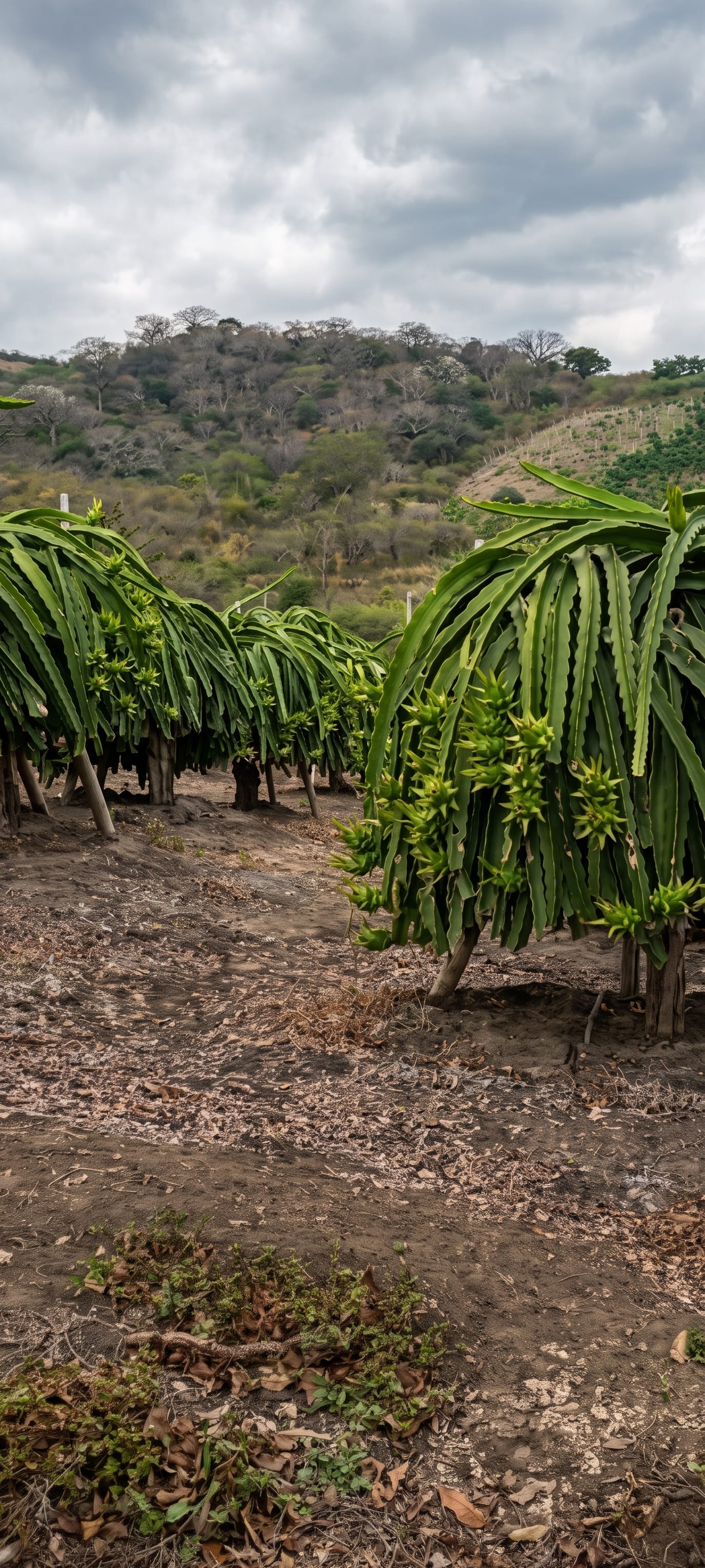 Plantación de pitahaya bajo manejo integrado, resultado de la aplicación de bioinsumos de la línea biológica Ecuaplantas
