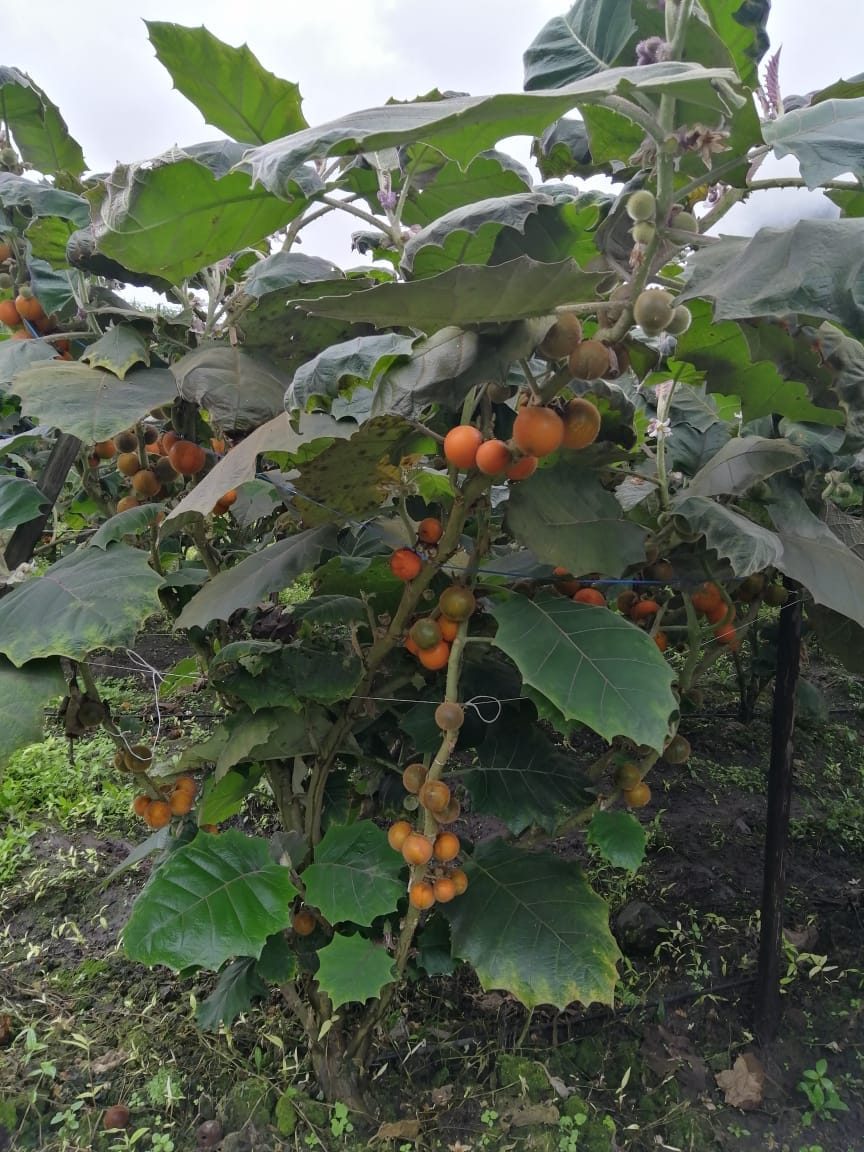 Cultivo de naranjilla, resultado de la asesoría técnica Ecuaplantas