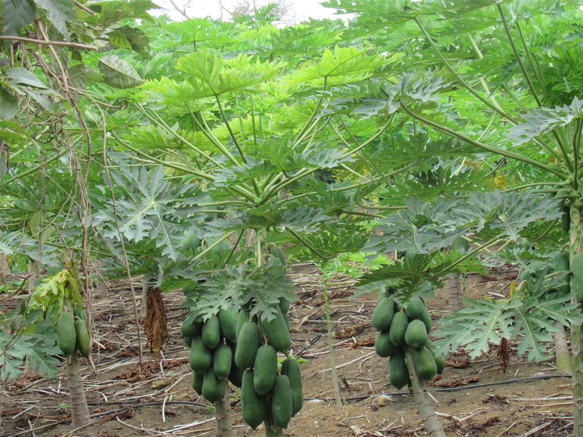 Cultivo de papaya cargado de fruta, resultado de la asesoría técnica Ecuaplantas
