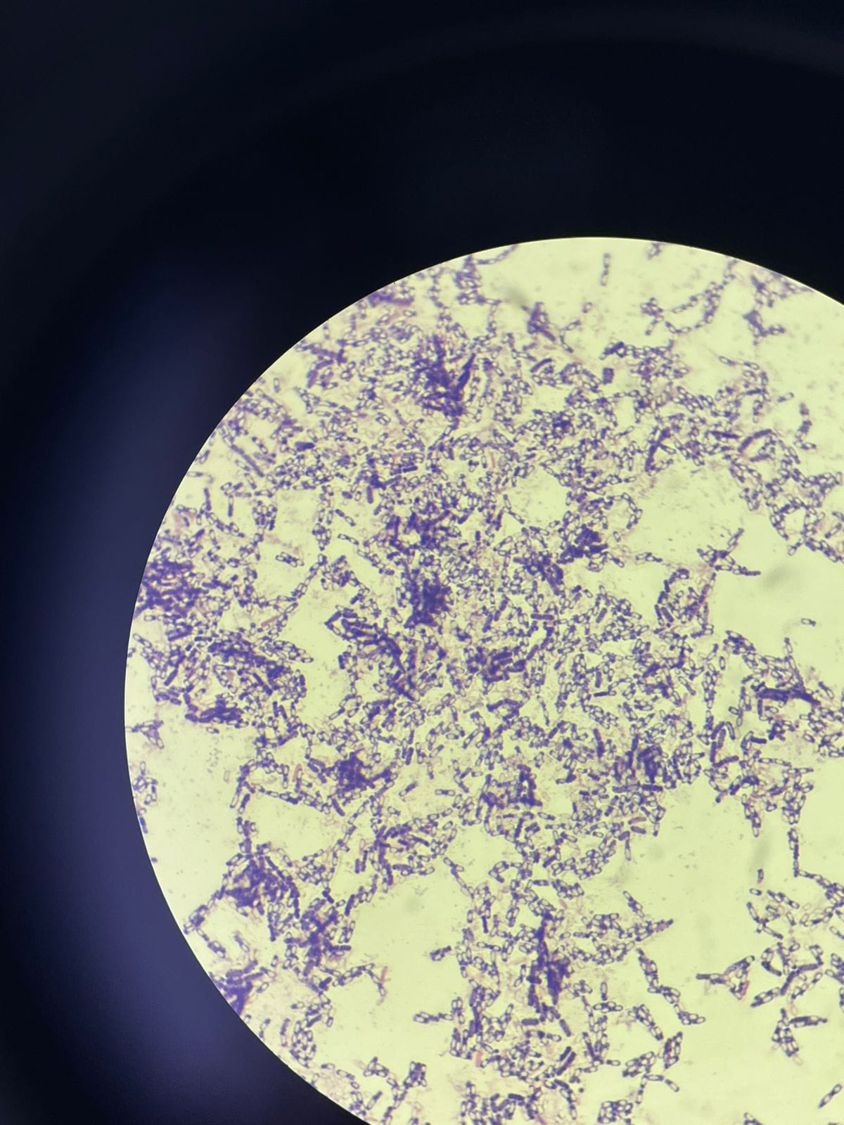 Vista al microscopio de un cultivo de microorganismos benéficos usado en la producción de bioinsumos Ecuaplantas