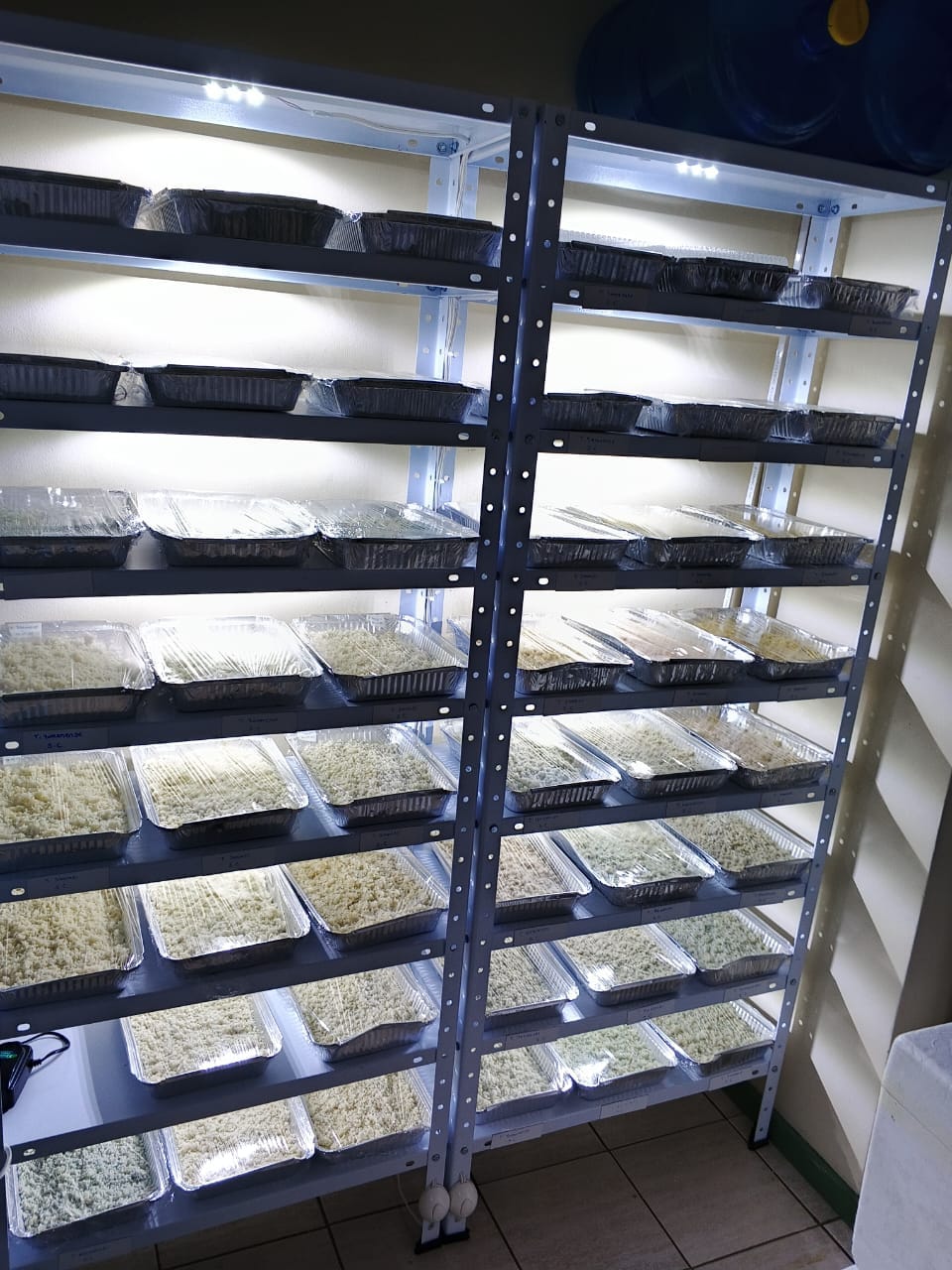 Bandejas de producción de hongos y bacterias benéficas en el laboratorio Ecuaplantas