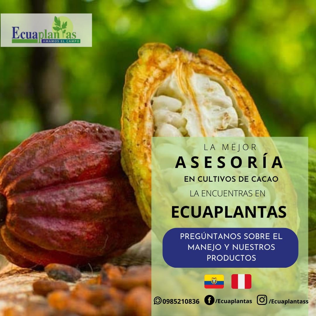 La mejor asesoría en cultivos de cacao la encuentras en Ecuaplantas