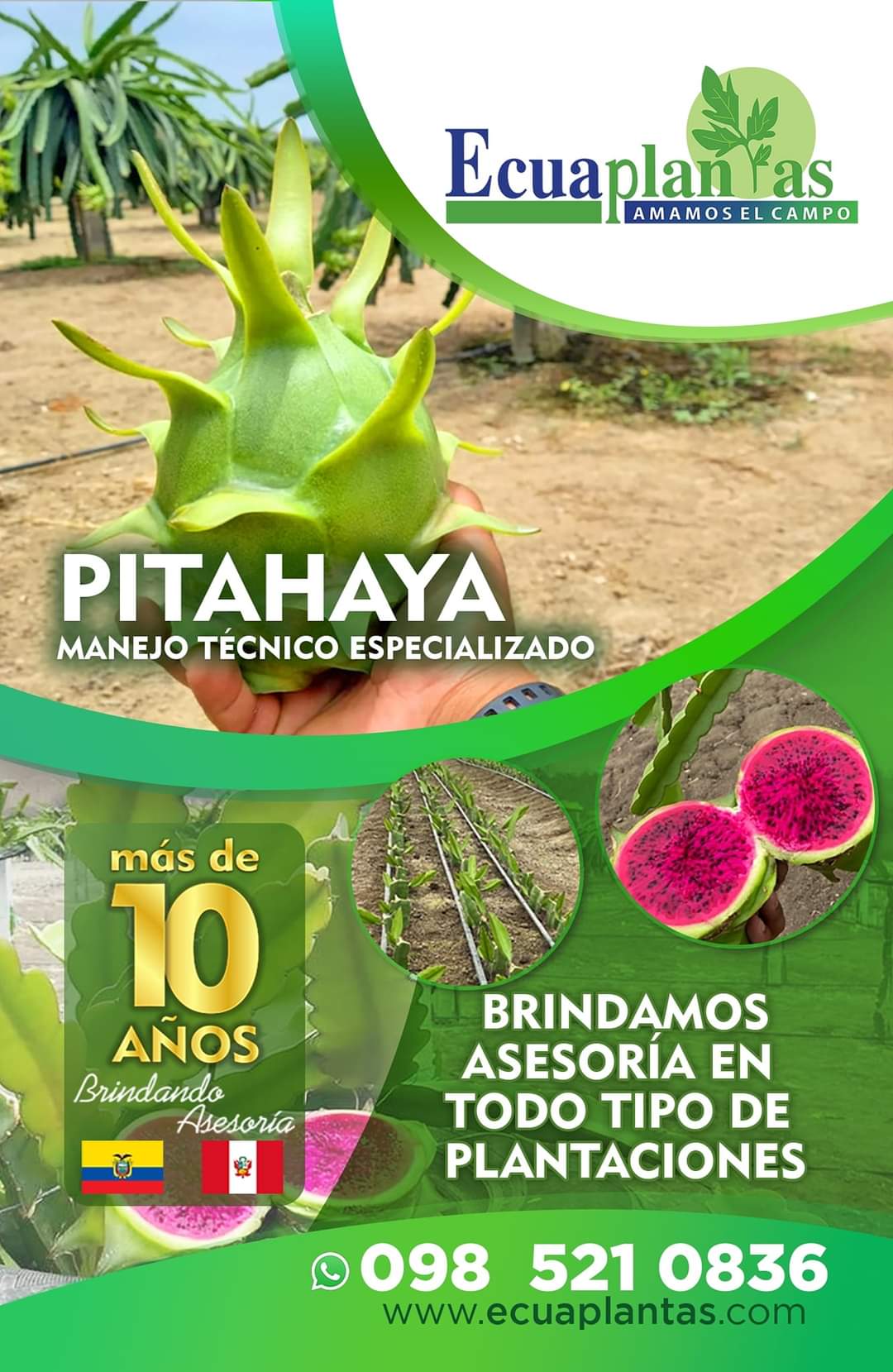 Pitahaya, manejo técnico especializado — más de 10 años brindando asesoría Ecuaplantas