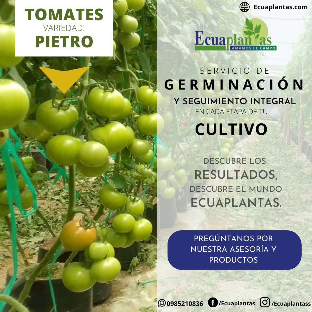 Servicio de germinación y seguimiento integral en cada etapa de tu cultivo — Ecuaplantas