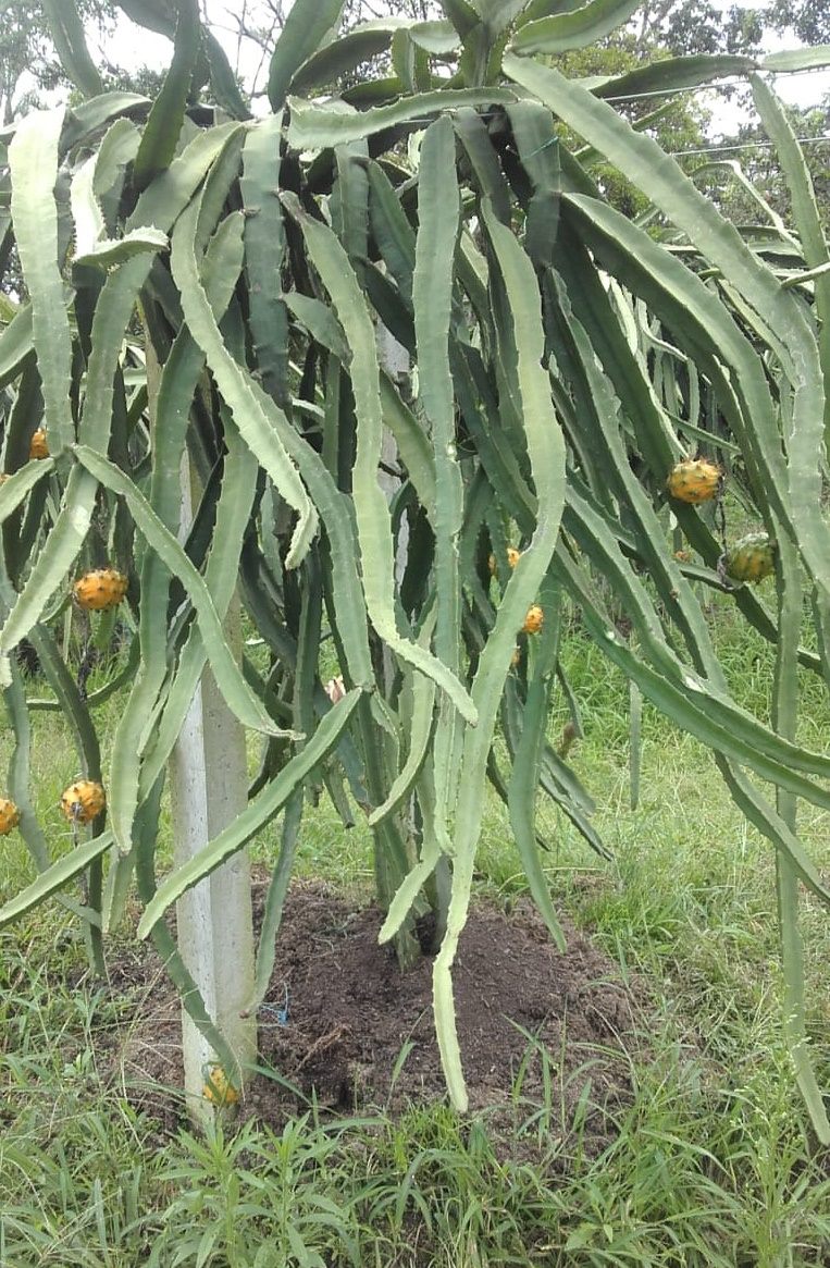 Pitahaya amarilla madura colgando de la planta, resultado del manejo biológico Ecuaplantas