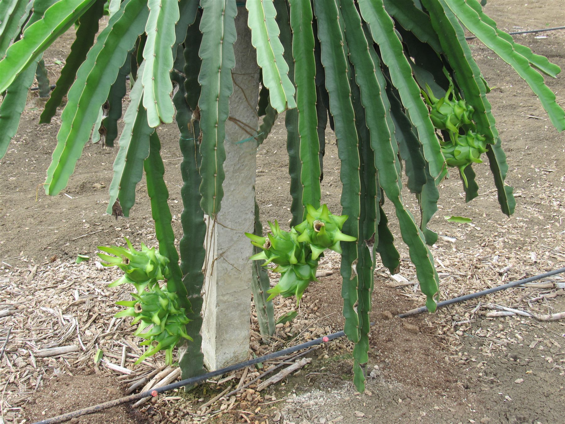 Pitahaya amarilla madurando en la planta, con riego por goteo, campo Ecuaplantas