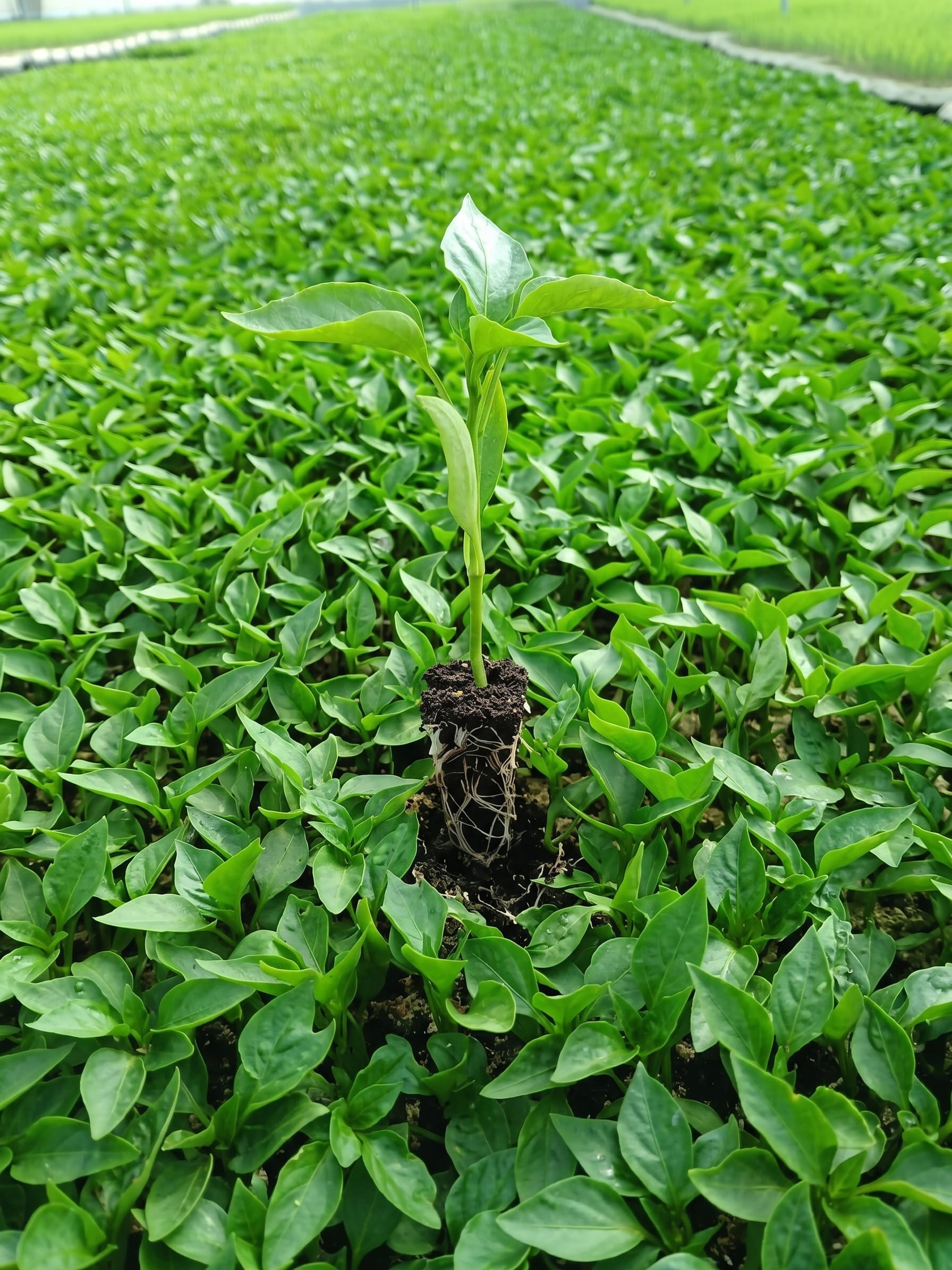 Plántula con sistema radicular sano lista para trasplante, vivero Ecuaplantas