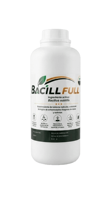 Bacillfull, bioestimulante a base de Bacillus subtilis de Ecuaplantas