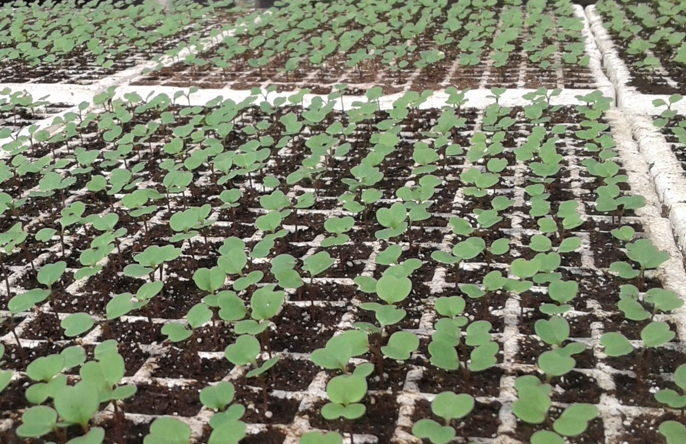 Detalle de bandejas de plántulas germinando en el vivero Ecuaplantas