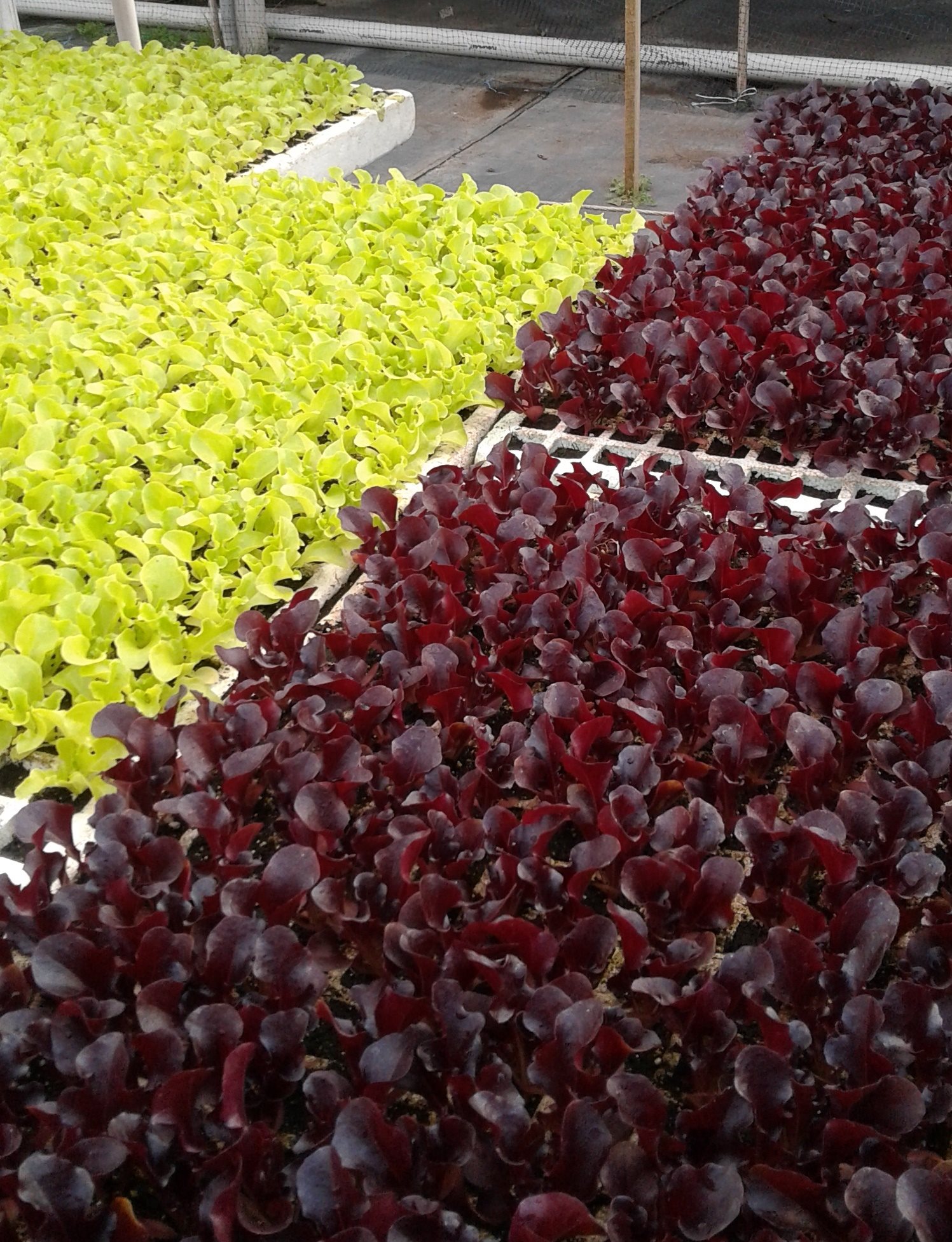 Bandejas de lechugas verdes y moradas germinando en el vivero Ecuaplantas