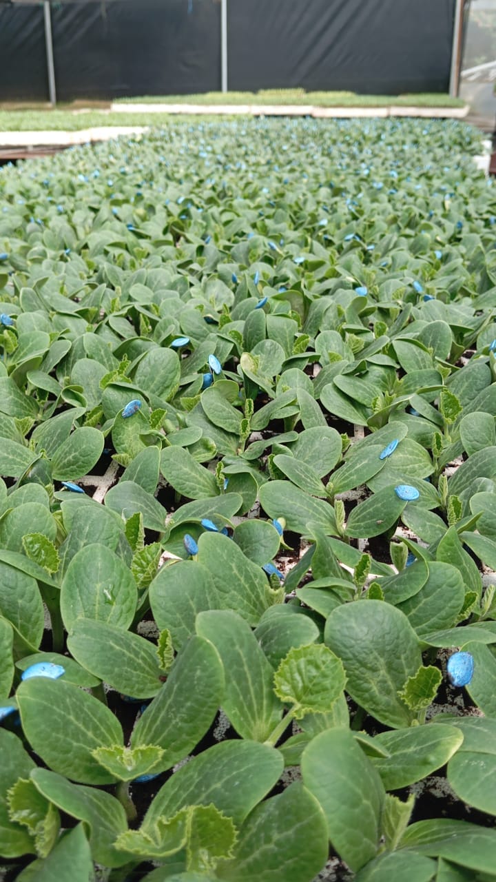 Bandejas de plántulas germinando en el vivero de Ecuaplantas