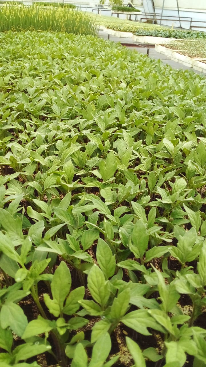 Bandejas con distintas variedades de plántulas germinando en el vivero Ecuaplantas