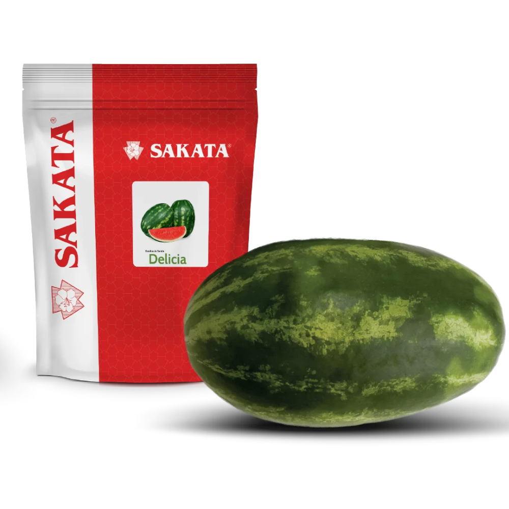 SANDIA DELICIA – Ecuaplantas Quito Ecuador