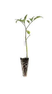 Thurigen 100